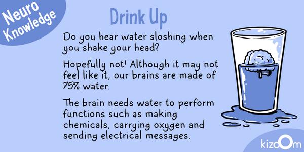 KizoomLabs's tweet image. #NeuroKnowledge for the day! #brainwater
