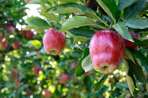 Scott's Orchard tweet media