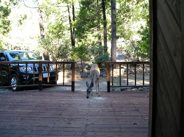 RonWEnos's tweet photo. .@Jeep #jeepsummer #ArnoldCa She likes tortilla chips on the deck, no salsa. #LaborDayWeekend http://t.co/LnAQTSWaRt