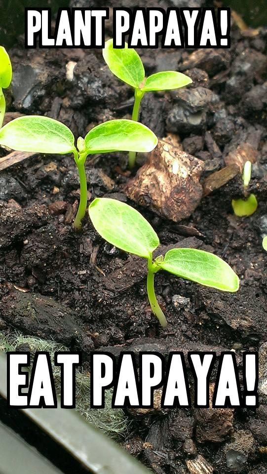 Ono Organic Farms tweet media