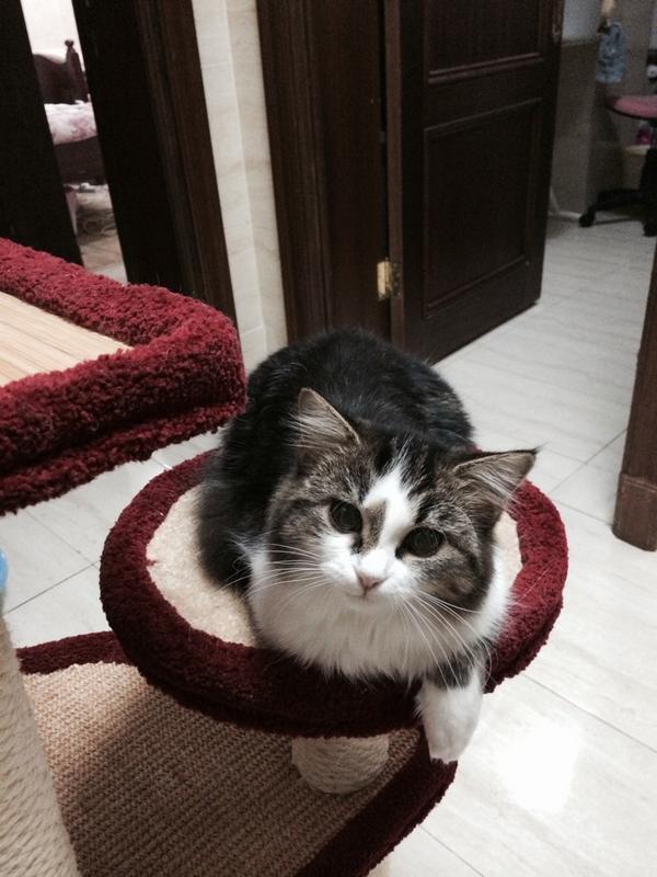 Toffe The Cat tweet media