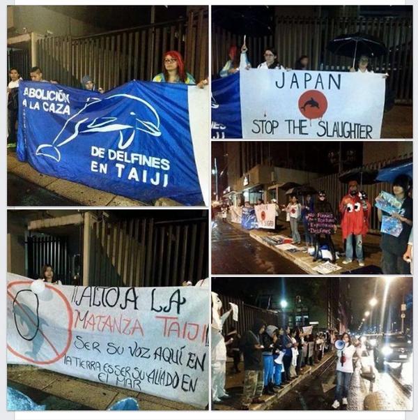 IsabelYsita's tweet photo. AYER en #MÉXICO afuera de la EMBAJADA de #JAPÓN PROTESTA EXIGIENDO #StopDolphinSlaughter #Taiji @CetaceanMexico RT http://t.co/zDSayNya9x