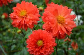 誕生花bot Tanzyouka Bot Twitter