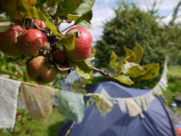 HudsonDamn's tweet image. Camping between the apple trees at a cider festival..now that's what I call research!