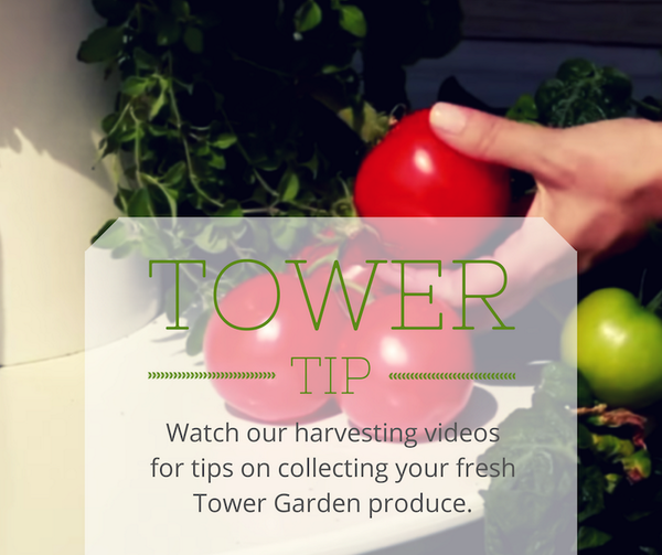 TowerGarden's tweet photo. Check out our instructional #harvesting videos for lettuce, tomatoes and herbs: http://t.co/ZhG0EibfaO #TowerTip http://t.co/cLswwl5ESg