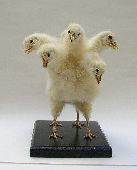 CaspersCreature's tweet image. Just added a few more items to my Etsy shop. Hydra chicken is one of them:  etsy.com/listing/202083…   #taxidermy