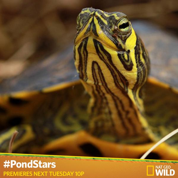 Basking helps turtles synthesize the vitamin D they need for healthy shells? #PondStars next Tues @ 10/9c
