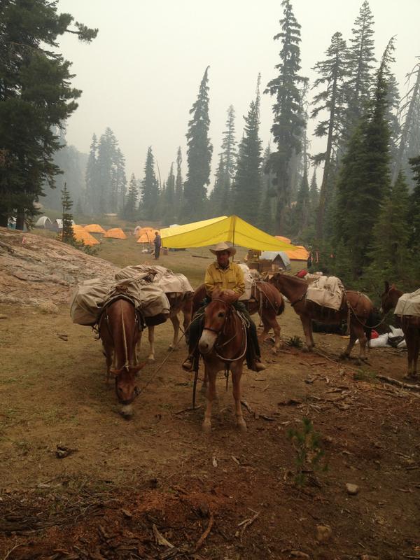 JulyComplexinfo's tweet image. #JulyComplex Mules transport supplies into wilderness when helicopters can't due to heavy smoke + poor visibility
