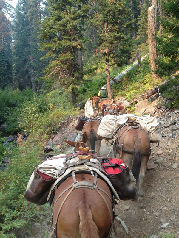 JulyComplexinfo's tweet image. #JulyComplex Mules transport supplies into wilderness when helicopters can't due to heavy smoke + poor visibility