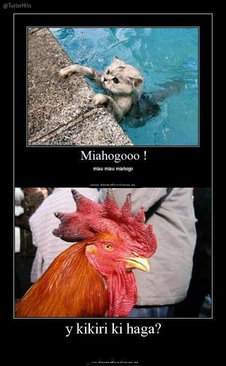 TuiterHits's tweet photo. JAJAJAJAJAJAJAJAJAJJA http://t.co/AuSIYmmiI8
