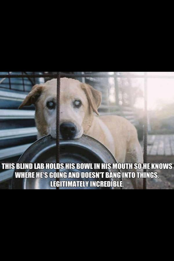 BigOrca001's tweet photo. @TheFactsBook @IntThings @MuttleyDoghawk http://t.co/0UAeSKBdXx