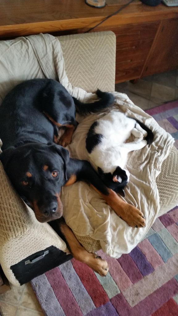 msjmemory's tweet image. My faithful friend with his pet cat