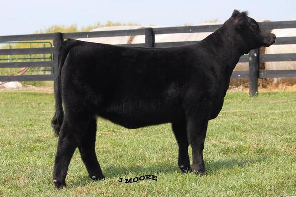 codyhall14's tweet photo. You wanna be in the picture or look at the picture? she sells October 6th #showcasecattle #I80 @mattlautner http://t.co/qyPSA3ZSx0