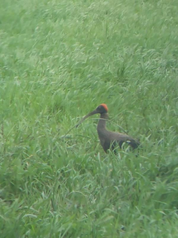 Jigtops's tweet photo. Red Naped Black Ibis
Surat, Gujarat http://t.co/tjX9MhNyEl