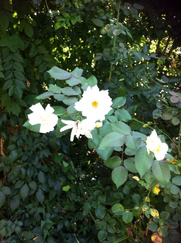 Carol B. Eder tweet media