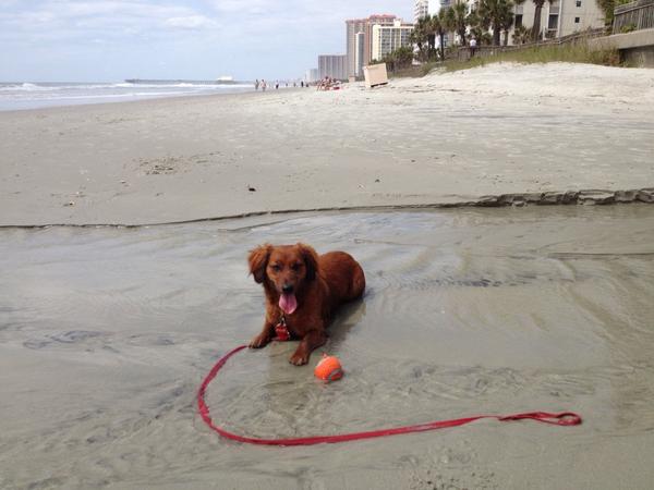 A tired dog is a happy dog !! They act much more calm after a good play session. It is good for you too.