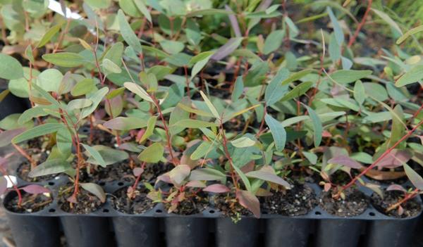 FREE TREES Friday 5th September Main Street Stawell  9.30am til 2pm.  First in best dressed. DON'T MISS OUT!