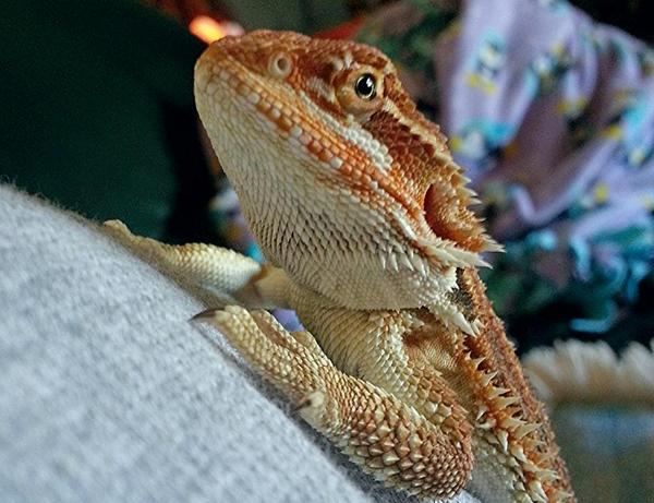 DragonSilkie's tweet photo. just finished shedding and even though I'm a normal #beardie I still get pretty orange XD #prettydragon http://t.co/4E54jwzLDq