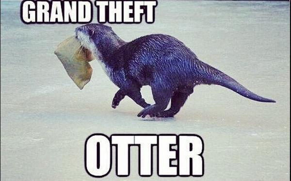 ExoniteGaming's tweet image. I_AM_WILDCAT