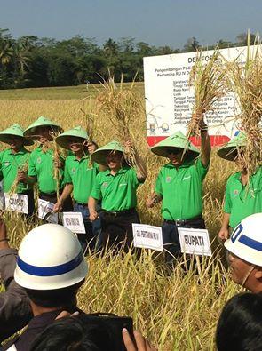 Bpti Clcp H.<a href="/TattoSPamuji/">Tatto Suwarto Pamuji</a> lakukan panen raya padi Bawor di Ds Krng.Kandri Kec.Ksugihan.