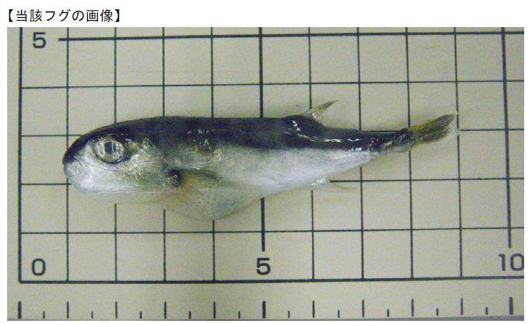 消費者庁 リコール速報 横浜のスーパーで豆あじのパックにフグが混入 フグは毒があり危険ですので絶対に食べないで下さい 同種事案は本年8月以降3件目で 昨年も9月に3件発生 回収情報は Http T Co Dxmoyqturw Http T Co Lolt4jqxy1 Twitter 消費者庁 リコール速報 横浜のスーパーで豆あじのパックにフグが混入 フグは毒があり危険ですので絶対に食べないで下さい 同種事案は本年8月以降3件目で 昨年も9月に3件発生 回収情報は Http T Co Dxmoyqturw Http T Co Lolt4jqxy1 Twitter