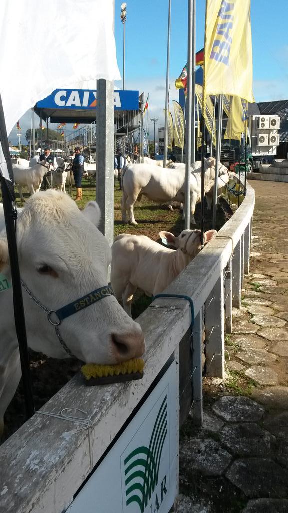 vitoriafamer's tweet image. Uma mamis e um filhote :) coisa fofa! #Expointer2014
