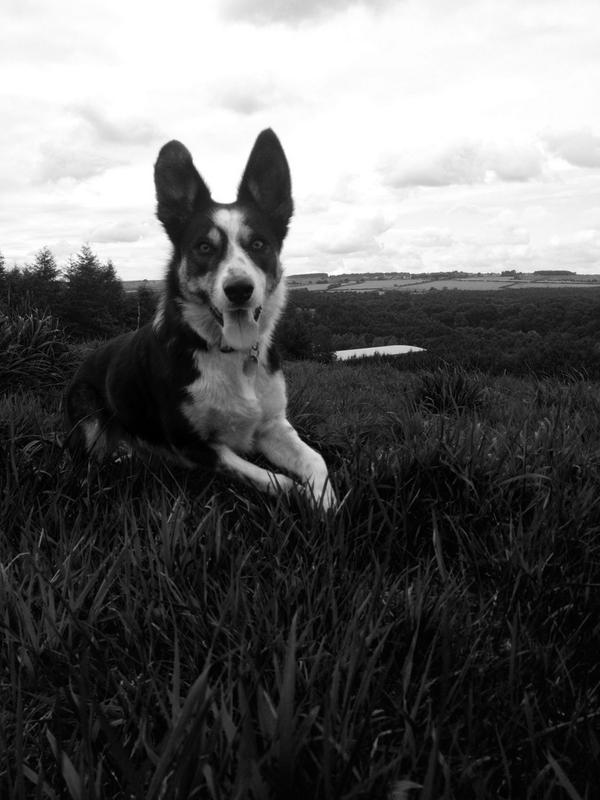 PhotographyMegz's tweet photo. #B&amp;W #blackandwhite #BorderCollie http://t.co/6OkqwSeEBj