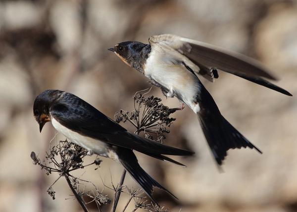 Birdlife Malta On Twitter Barn Swallows This Week Enjoying