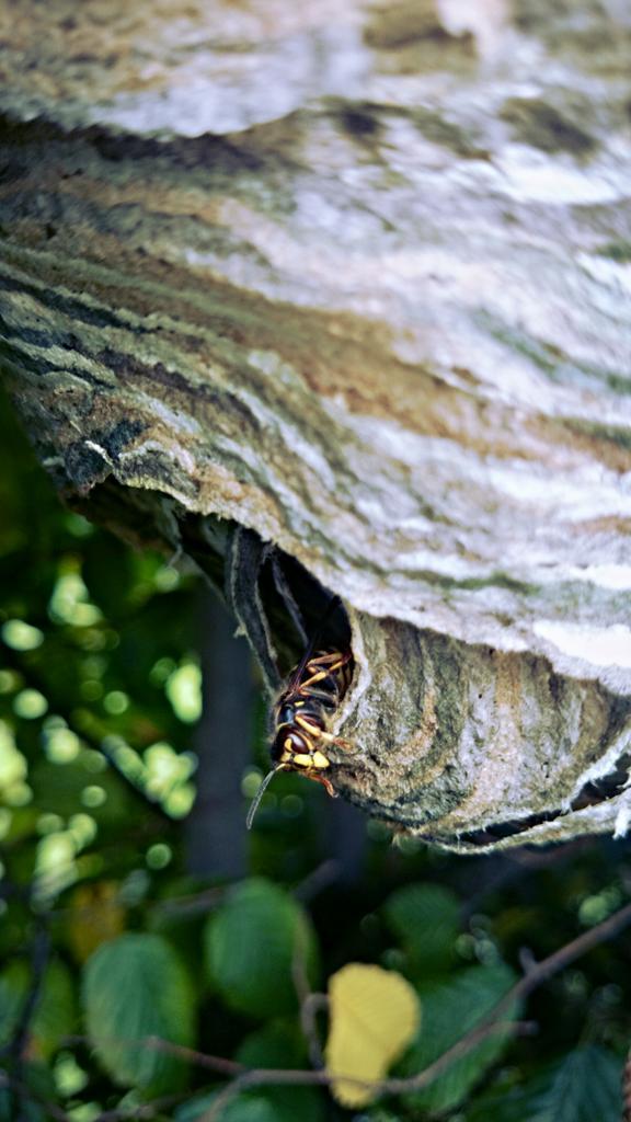 I just found this wasps nest while hedge-trimming, luckily they're quite calm. #lovenature #naturesarchitects