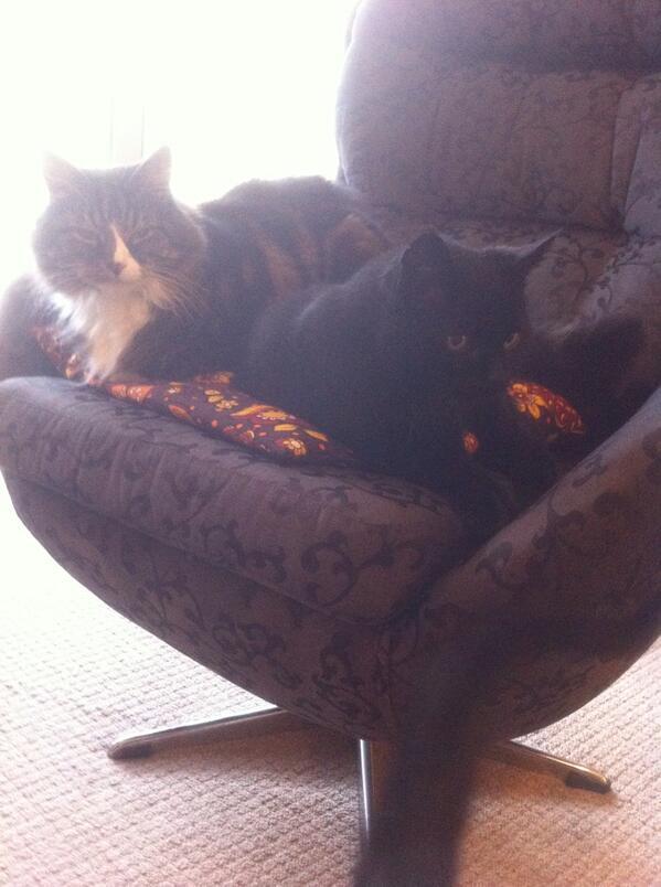MYSADCAT tweet picture