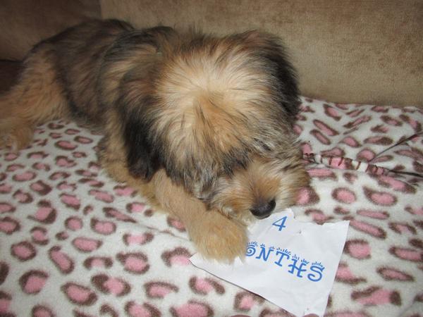 kitt2368's tweet photo. My Zamboni is 4 mths old....:) http://t.co/ZwBzlU6GKH