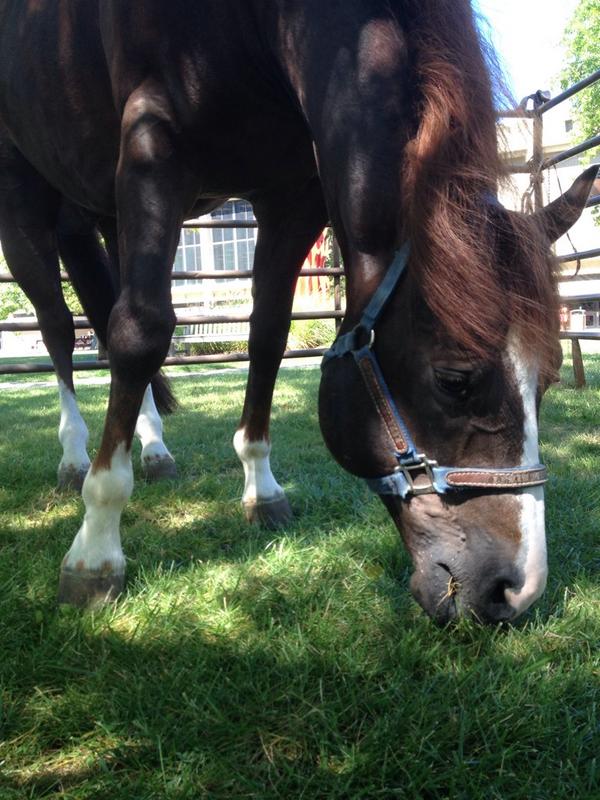 Come see one of our wonderful horses in the quad outside of Penfield Library!