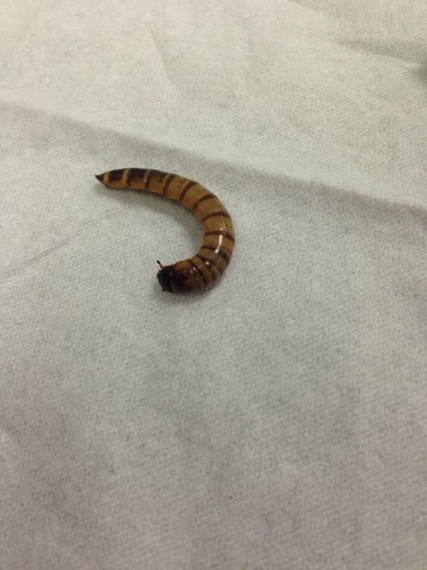 mason_lhs's tweet photo. Look at the little guy 😍 http://t.co/SyPe9J8DUX