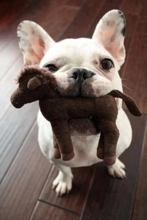 Adorabilidad x 10000 tweet media