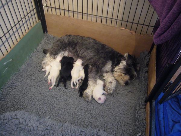NotAPuppyFarm's tweet photo. Primrose and her puppies 1 week old http://t.co/Gsj3EnQq2a