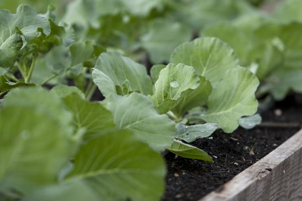 Learn what plants, bulbs, herbs &amp; veggies to plant in your #garden this month bit.ly/1lwcrBx