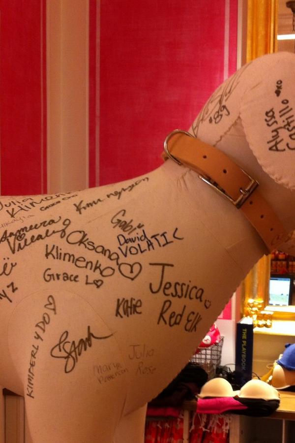 Daybid25's tweet photo. The dog in pink #volatic http://t.co/7i5vQOvh9H