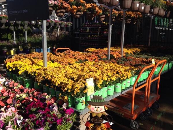 Fall Mums now available at all Pacific Northwest Home Depots.
