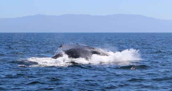 MexPaisaje's tweet photo. Desde principios de enero hasta finales de marzo en #RivieraNayarit se pueden apreciar a las ballenas. http://t.co/FkZJ1XNhoz