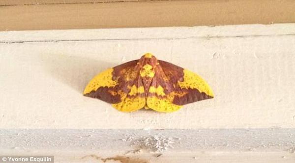 Daily_MailUS's tweet photo. Texas woman spots Jesus on a moth http://t.co/ghCsSigP0W http://t.co/gEO7cAAIQQ