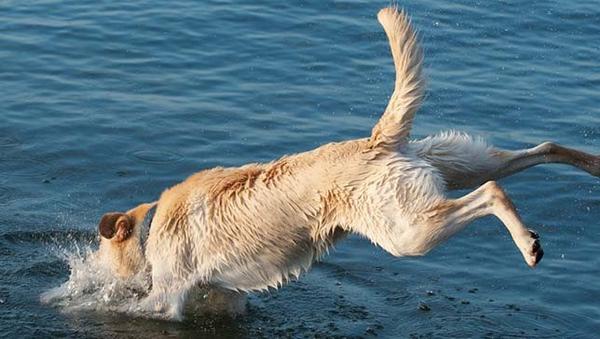 Surfrider's tweet image. #WalterTheDog could not be more excited to take a swim in the ocean! bit.ly/1BbCdPc