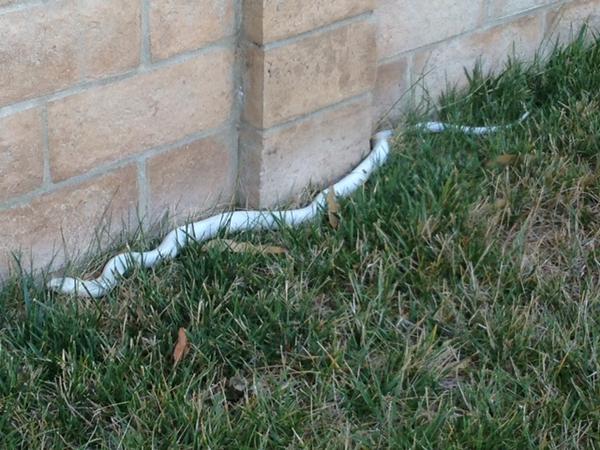 NBCLA's tweet photo. UPDATE: Officials say monocled cobras are venomous and very dangerous http://t.co/SYDsCeRKTi http://t.co/Ghr8cJKfCo