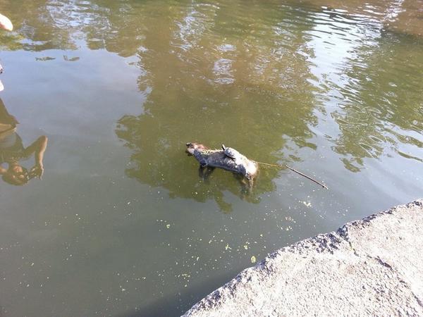 lizardschwartz's tweet photo. Do you want to see a picture of a terrapin basking ontop of a dead fox in Regent's Canal in London? #courseyoudo http://t.co/ugJgWEWFgO