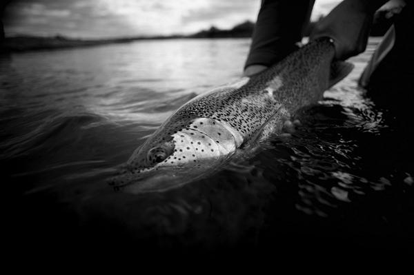 simmsfishing's tweet photo. Slam the door on Pebble Mine and tell the EPA to save Bristol Bay. http://t.co/mnS4UvwfYt #savebristolbay http://t.co/i6QLrk9sUv