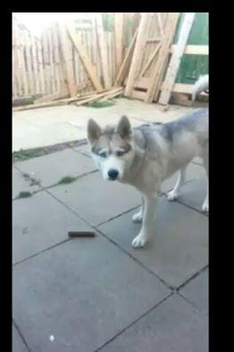 The_Animal_Team's tweet photo. MISSING FERN #HighEngery #Husky #Sheffield #PleaseFindAny #VeryPlaful #Friendly
Any info @The_Animal_Team http://t.co/qZVm8aseTI