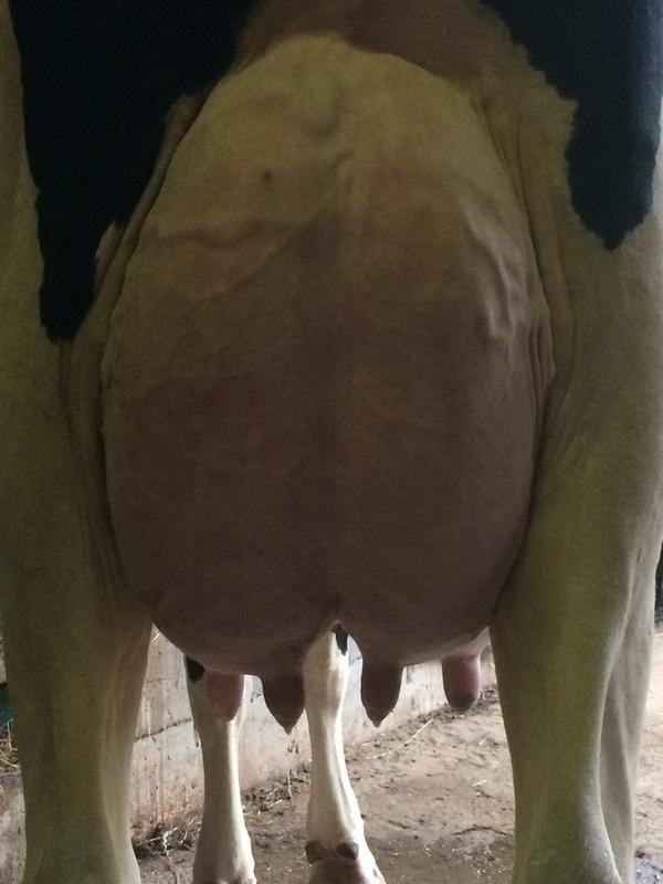 rrholstein's tweet image. Xacobeo Melissa