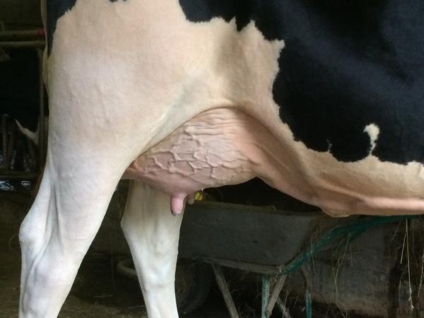 rrholstein's tweet image. Xacobeo Melissa