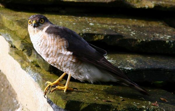 cw_mills's tweet image. Look at those eyes &amp;amp; Talons #Huntingmachine