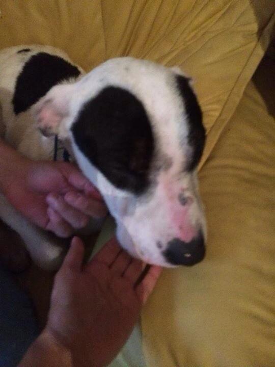 AHdelaGarza's tweet photo. @itzunal @por_perros fueron por el y lo bañaron pero no pueden adoptarlo! Alguien que le de refugio? http://t.co/Zf1vrNeKul