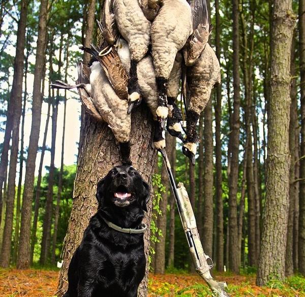 HuntRaw's tweet photo. Geese, guns, and grateful companions. #huntraw http://t.co/n5Qdh59HDI